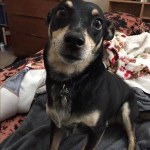 Meet your Posher, Jake